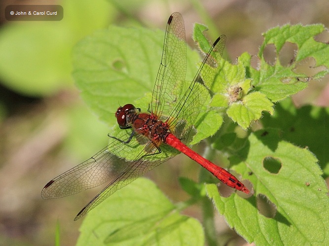 IMG_6964 Sympetrum sanguineum male.JPG